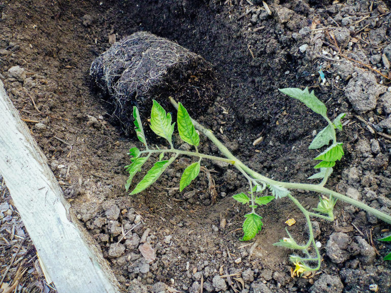 Planting Tomatoes Sideways: How Growing in a Trench Results in Bigger Healthier Plants