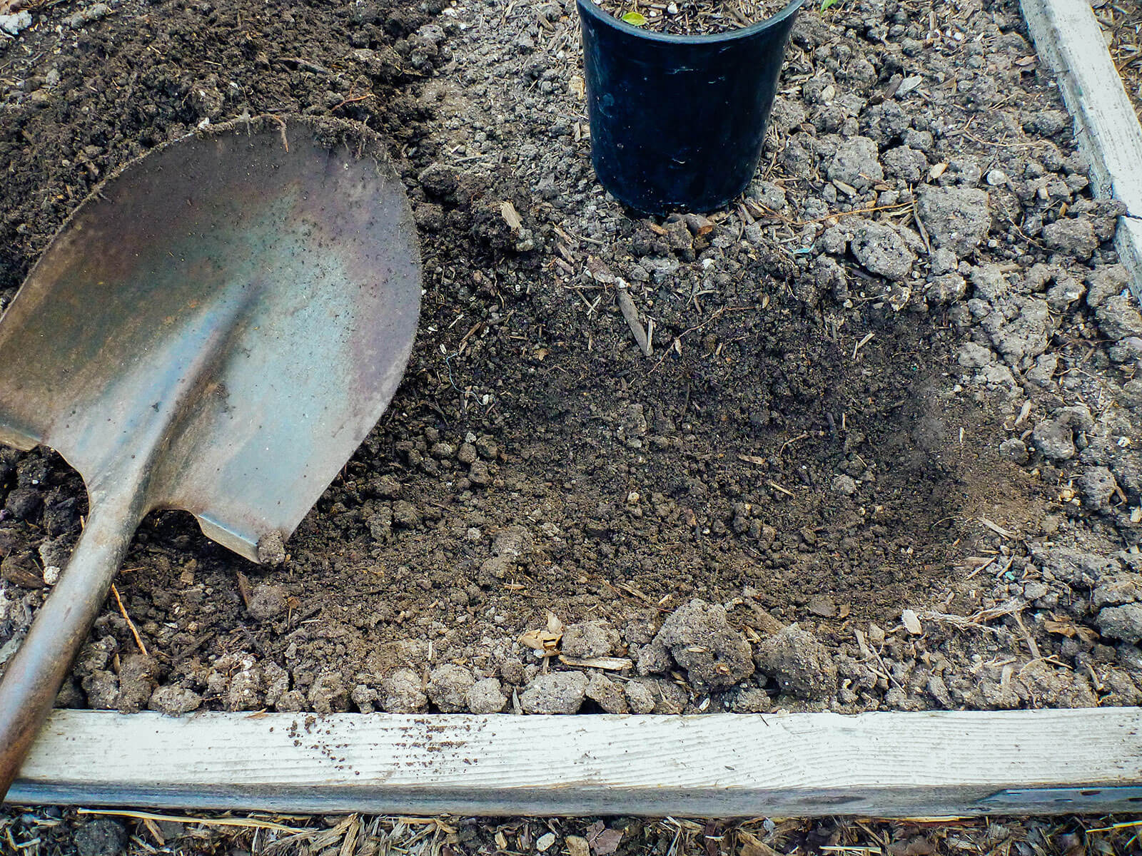 Dig a trench about 4 to 6 inches deep, with one end a bit deeper to hold the root ball