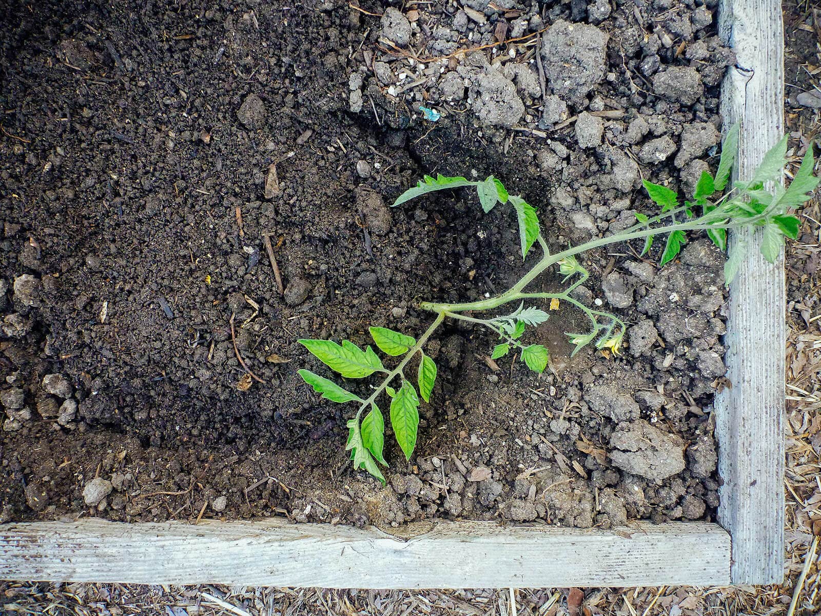 Fill the trench with soil, covering the root ball and the bottom of the stem but leaving the branches and leaves exposed