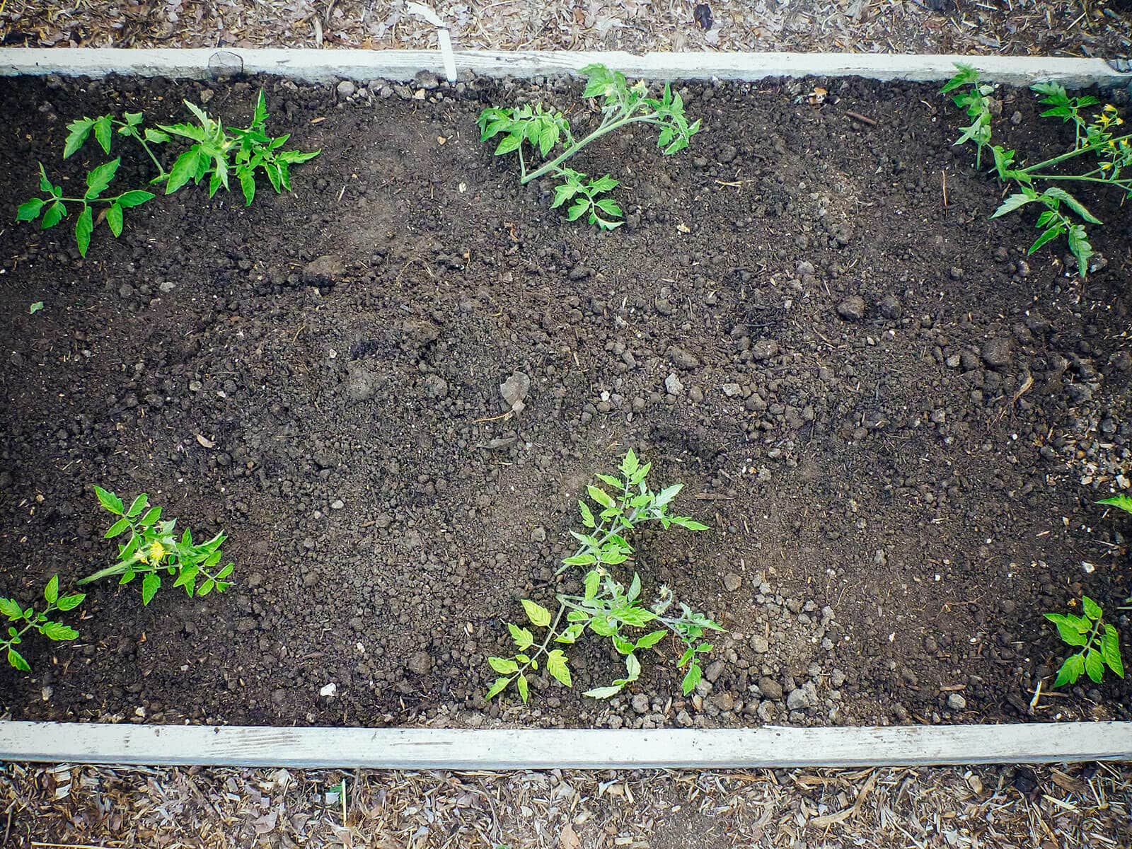 Tomato plants transplanted in trenches (troughs)