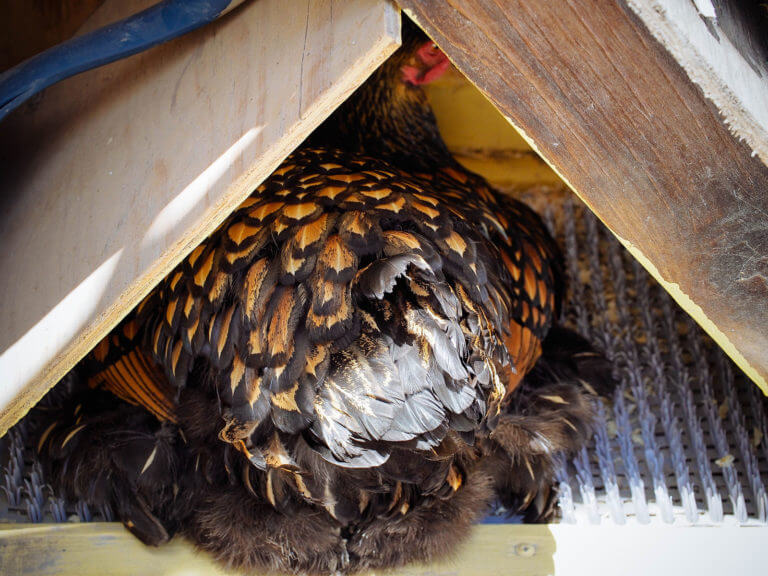 How to Stop a Broody Hen: 5 Humane Ways That Work