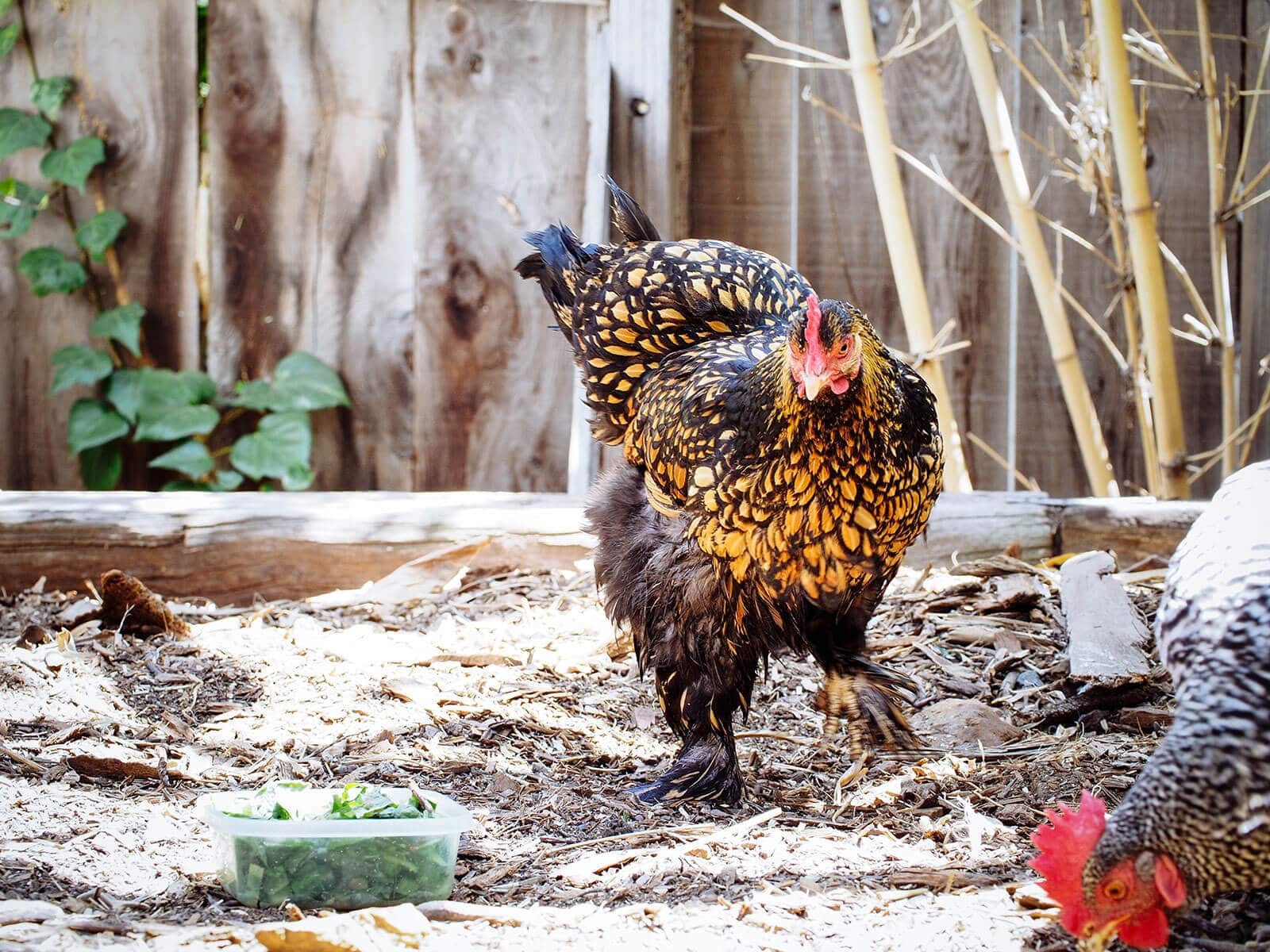 Allow a broody chicken to air dry her feathers after a cold bath