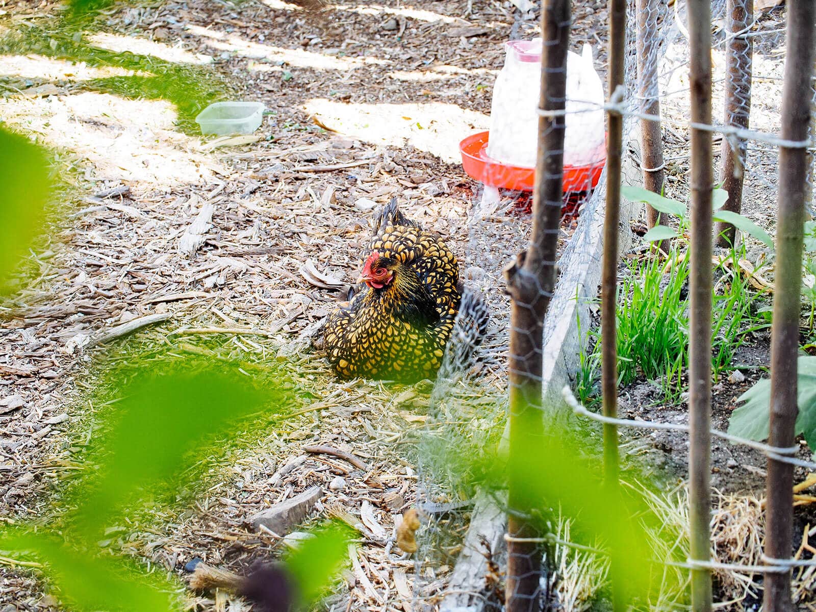 A broody chicken will sit just about anywhere, including a pile of mulch