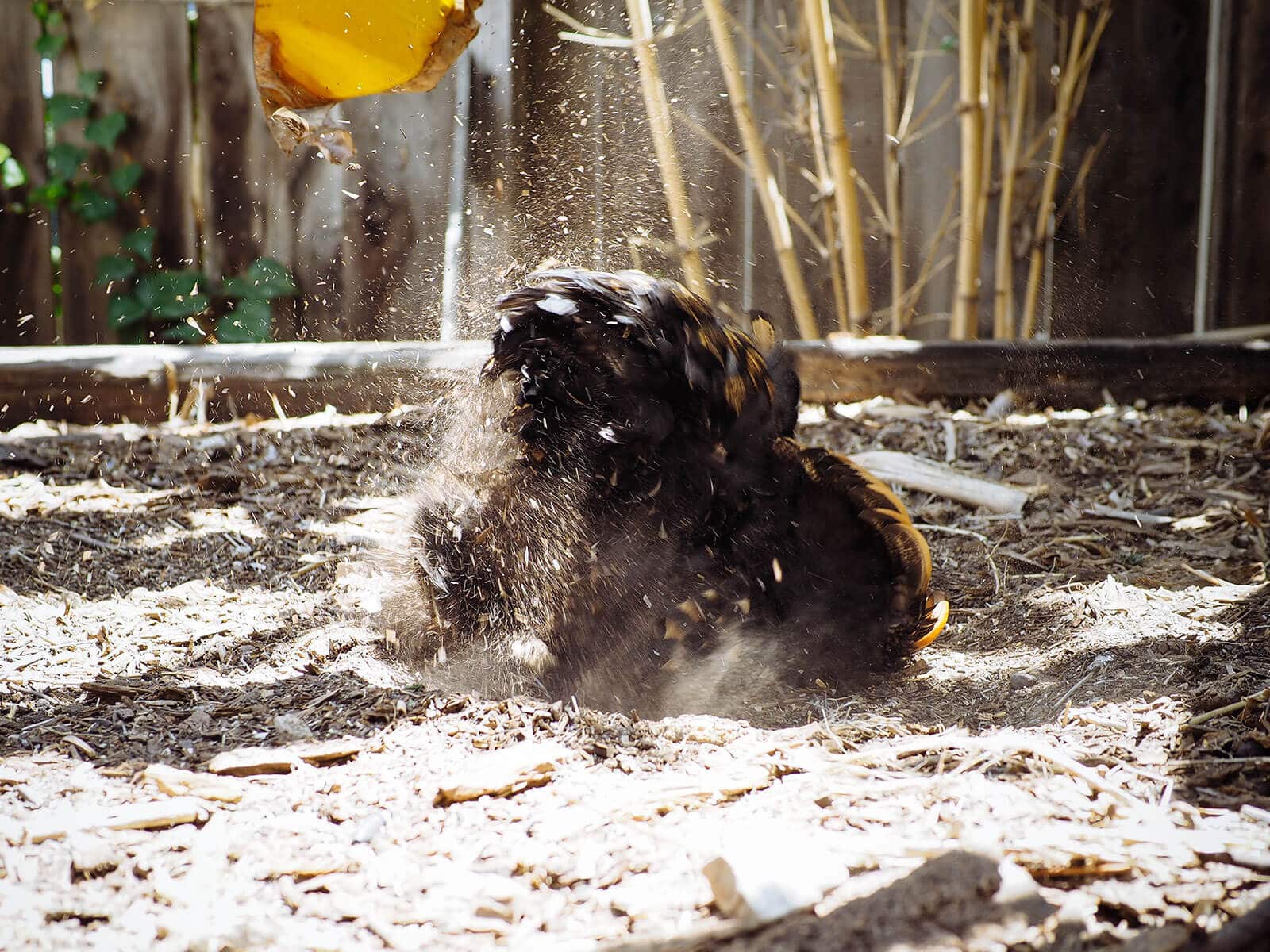 Cochin hen dust bathing in mulch