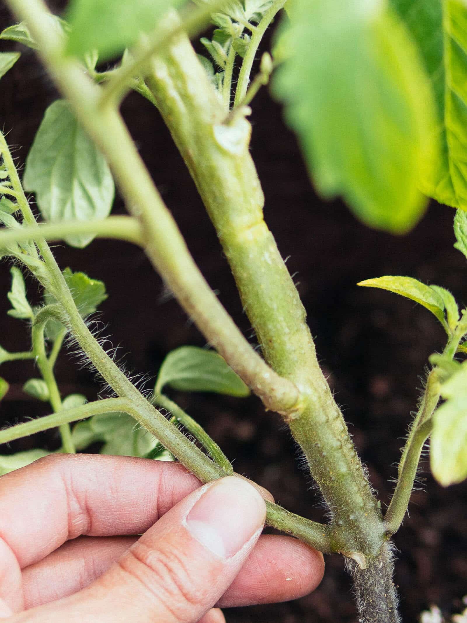 Tomato stem primordia (tiny bumps on the stem that are the earliest stage of root development)