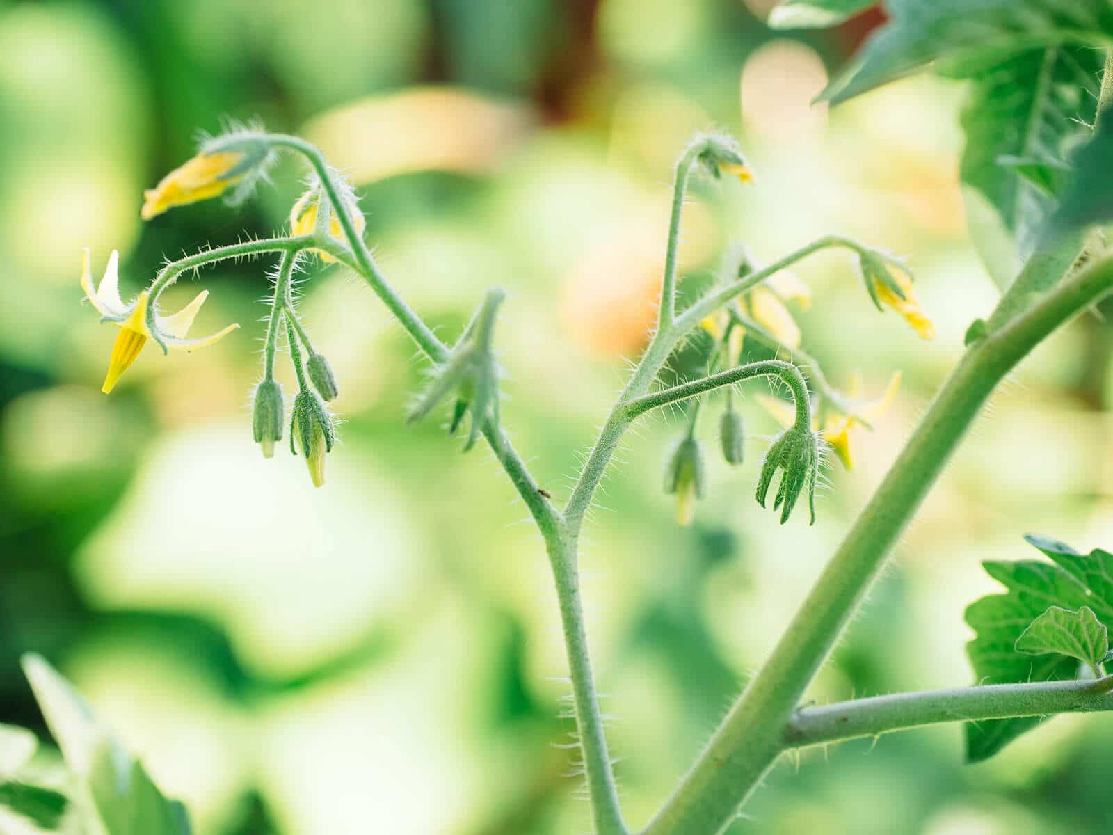 Young tomato plant with yellow blossoms