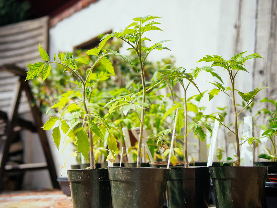 Why and How to Transplant Tomatoes (a Second Time) – Garden Betty