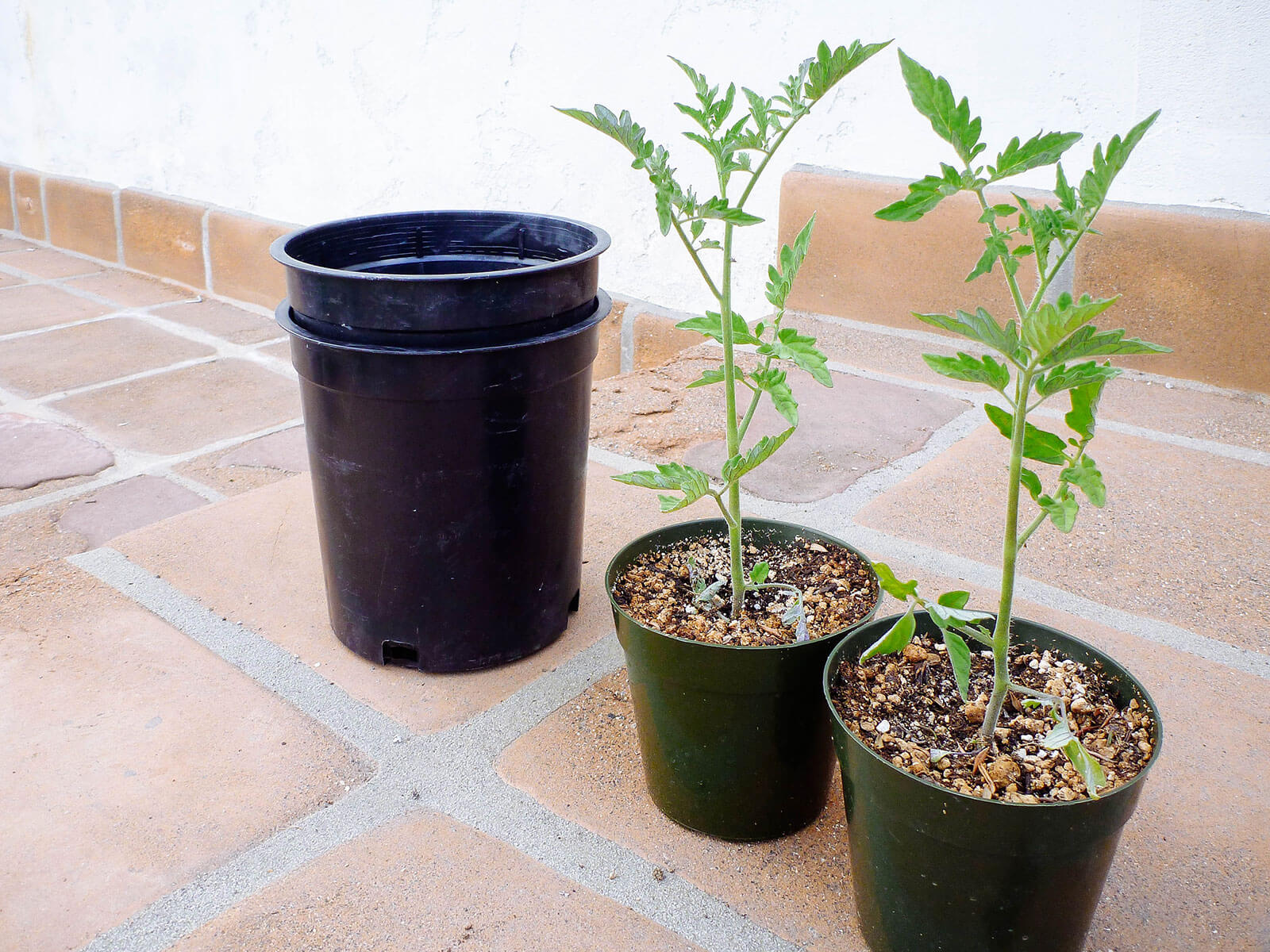 Tomato plants in 4-inch pots, along with 1-gallon pots