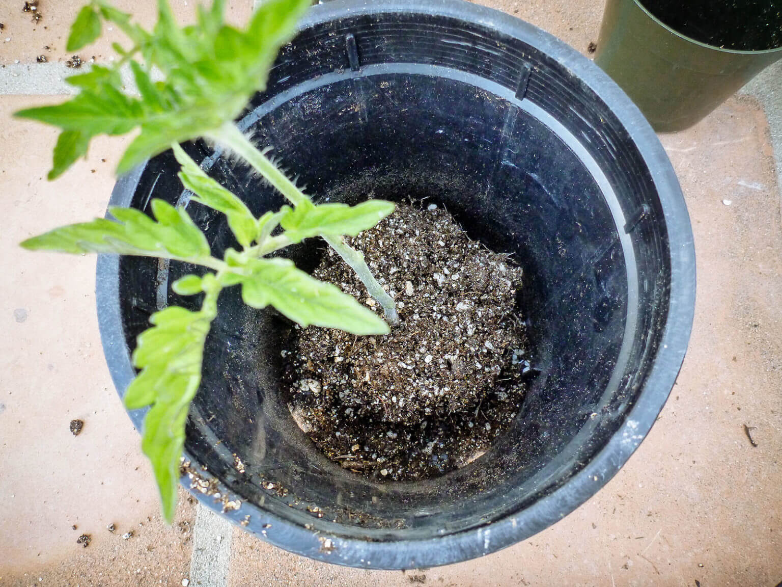 Why and How to Transplant Tomatoes (a Second Time) Garden Betty
