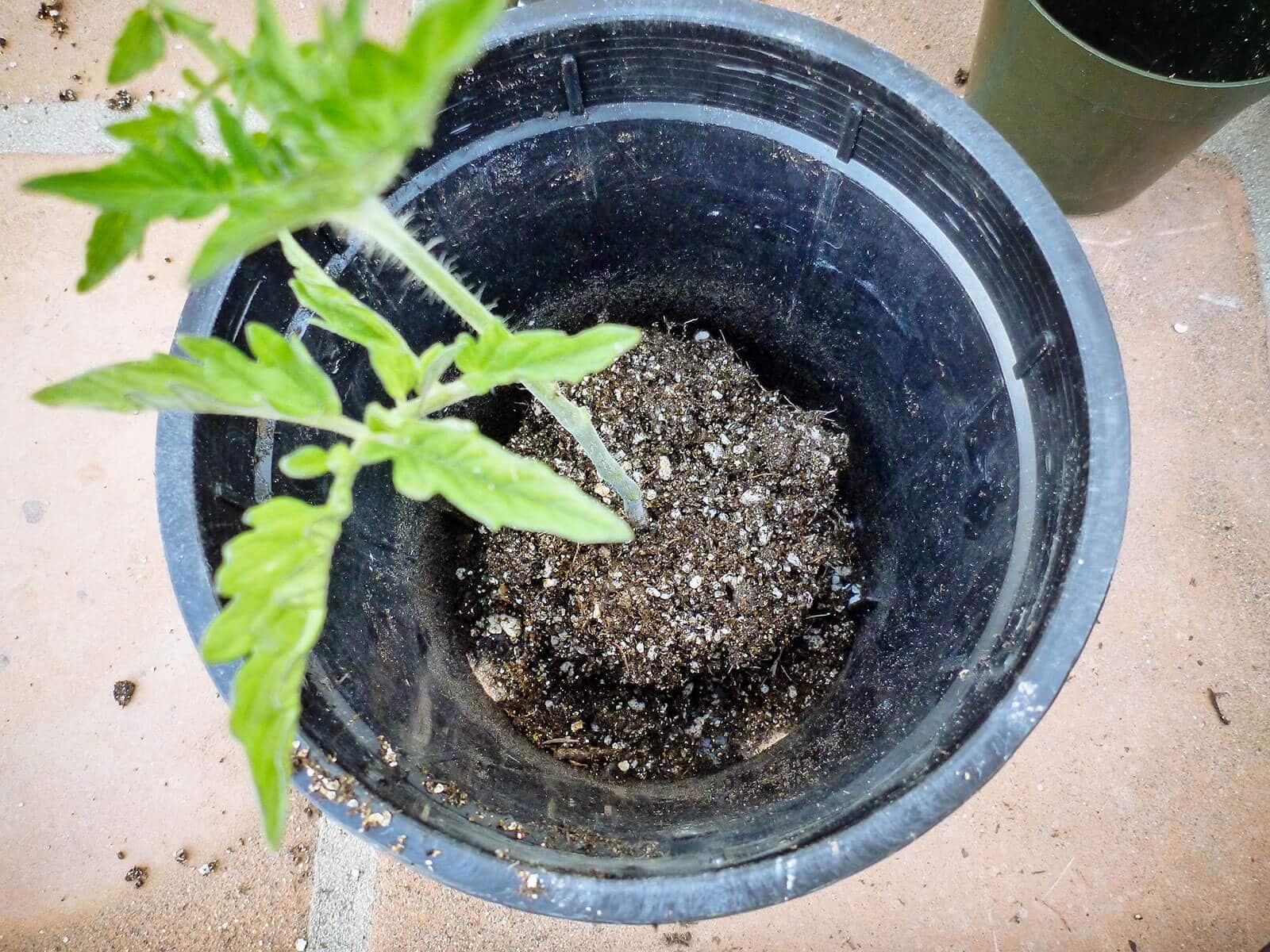 Tomato plant placed in the bottom of an empty pot