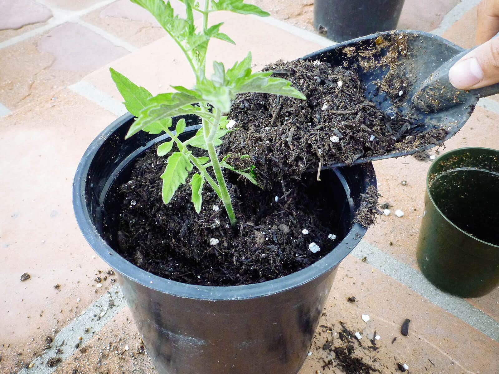 Fill the pot with high-quality potting soil