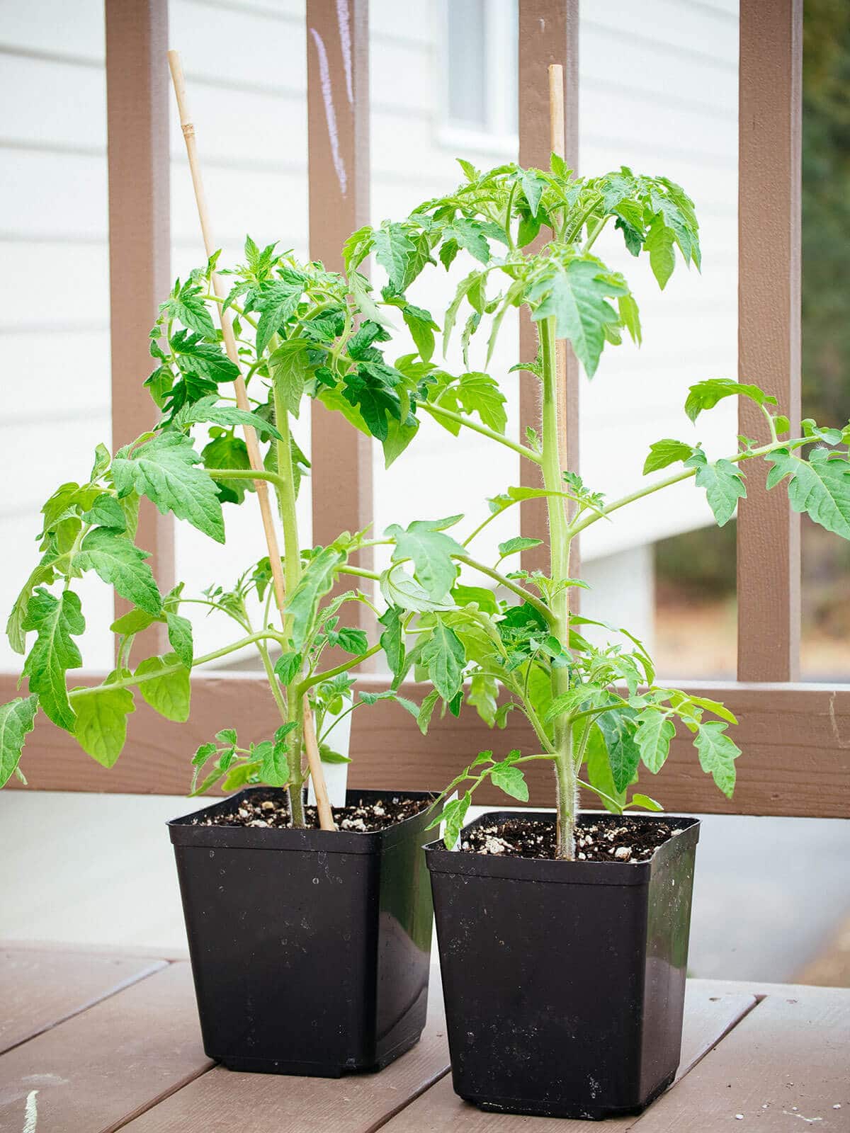 Why And How To Transplant Tomatoes a Second Time Garden Betty