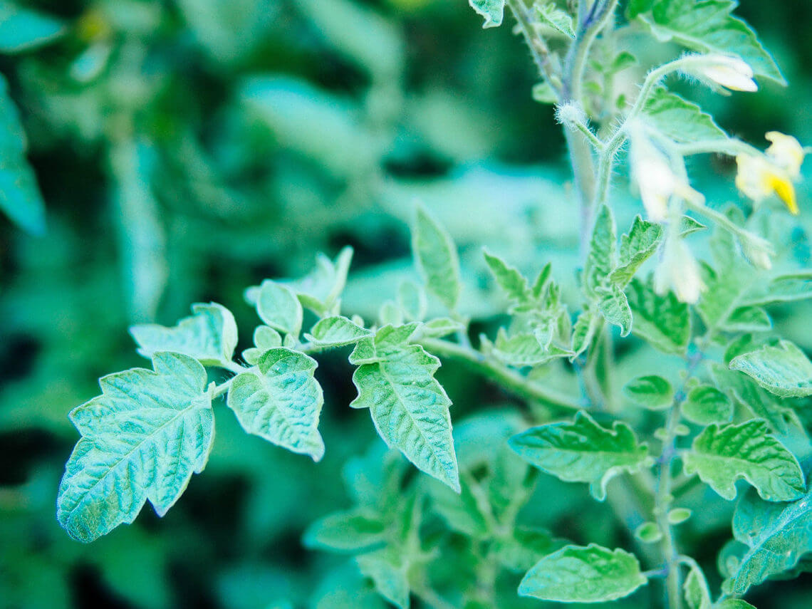 Can You Eat Tomato Leaves? The Answer Will Surprise You Garden Betty