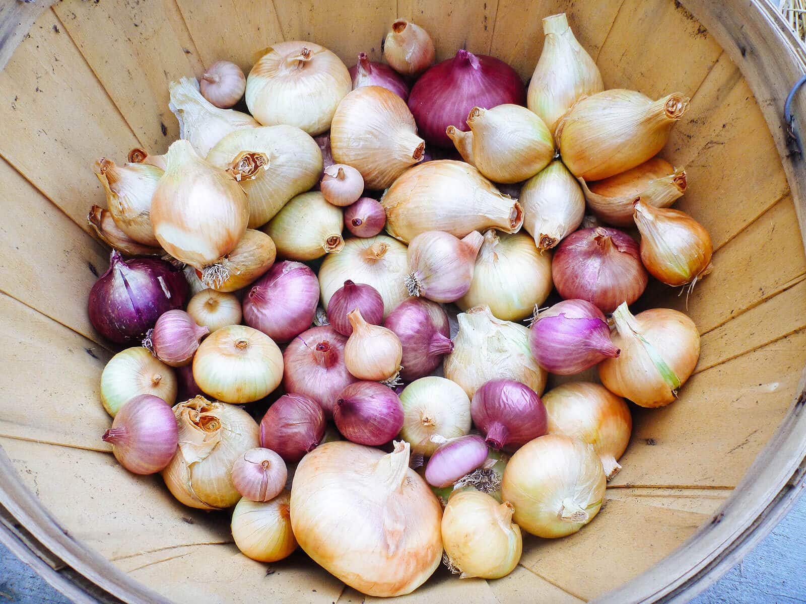 How Long Do Onions Grow before Harvest  