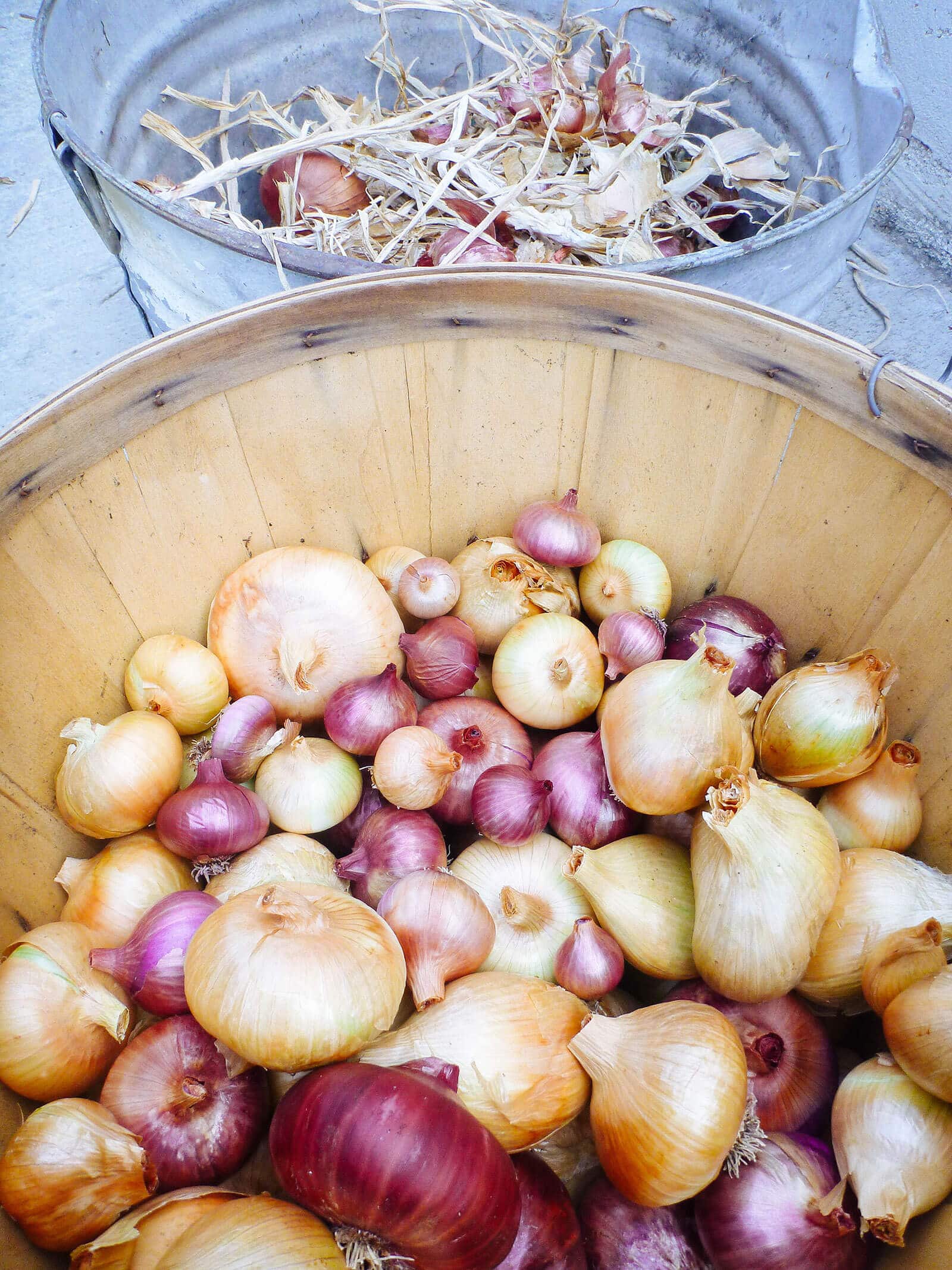 Basket of freshly harvested and cured onions with trimmings in a pail
