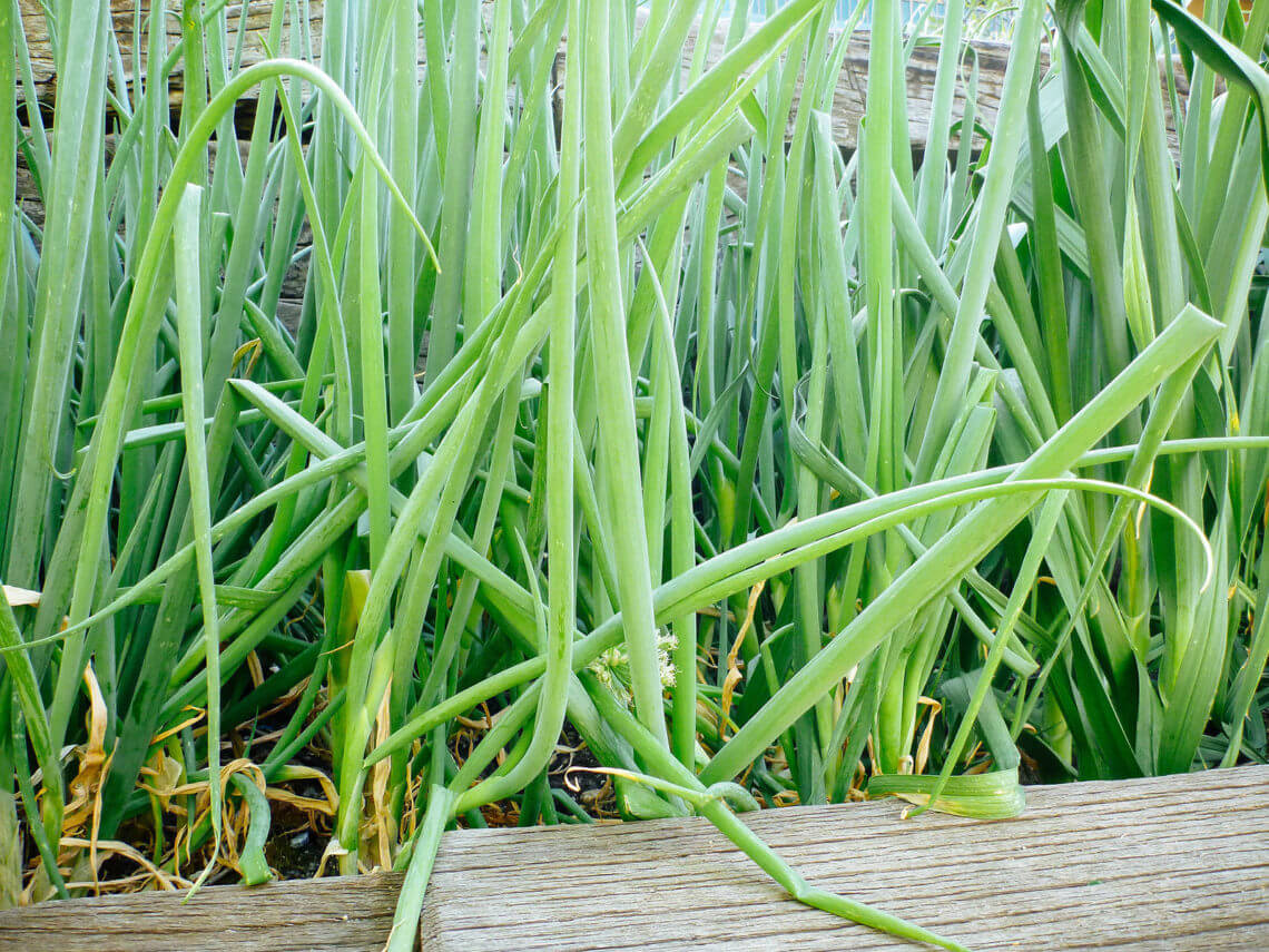 7 Secrets to Harvesting, Curing, and Storing Onions Garden Betty