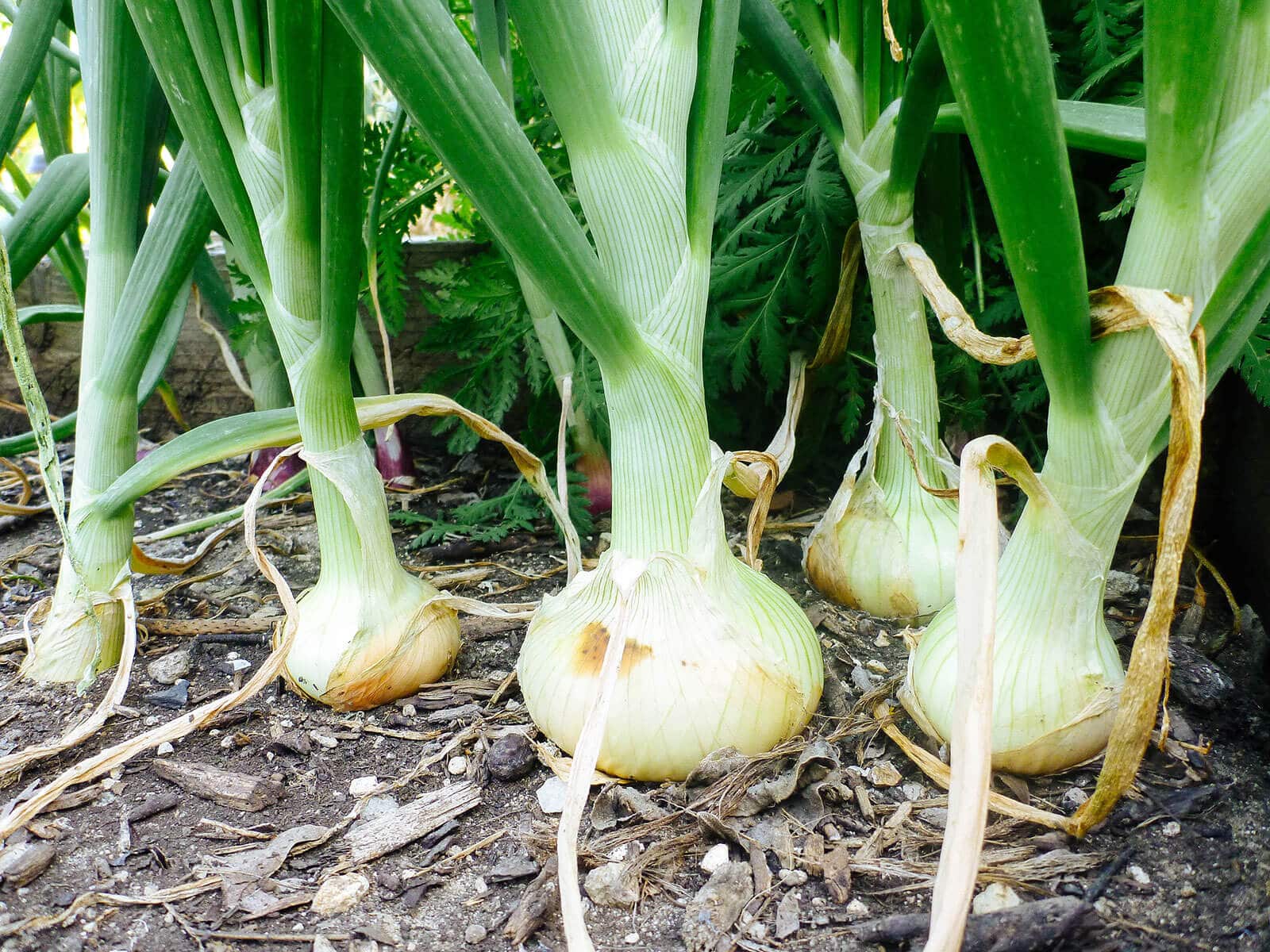 Mature onion plants with bulbs protruding from the soil