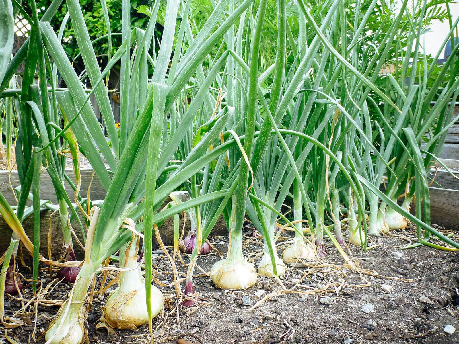 Mature onion plants in a garden bed