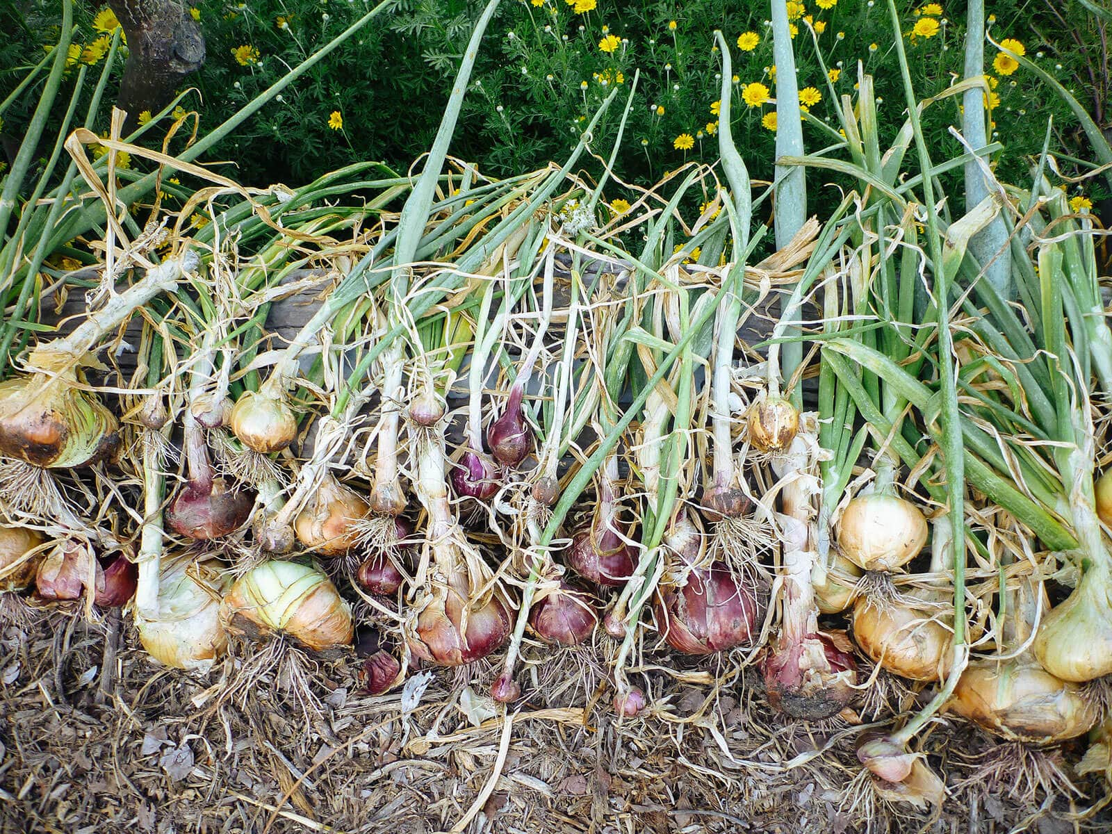 Freshly picked onions spread out on the ground