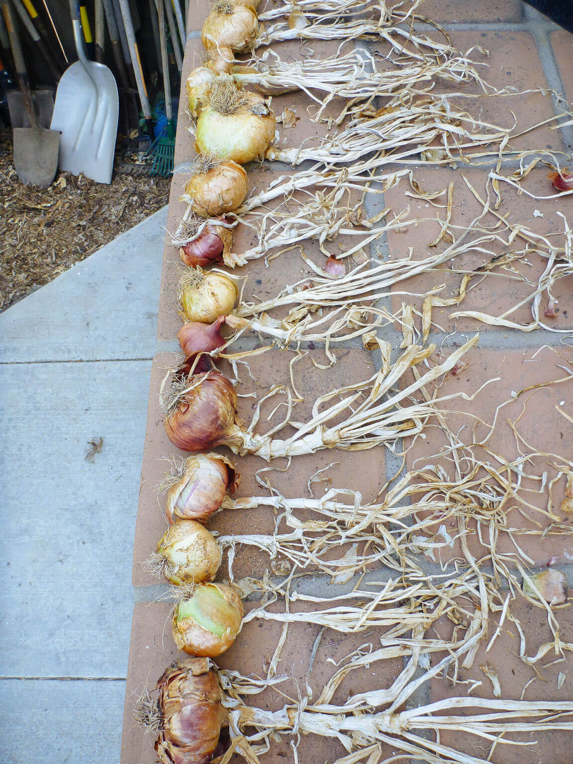 7 Secrets to Harvesting, Curing, and Storing Onions Garden Betty