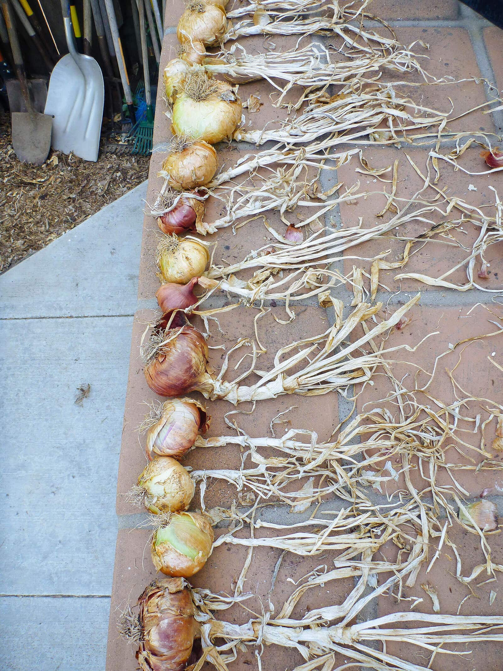 Are You Storing Onions the Wrong Way? Learn How to Store Every