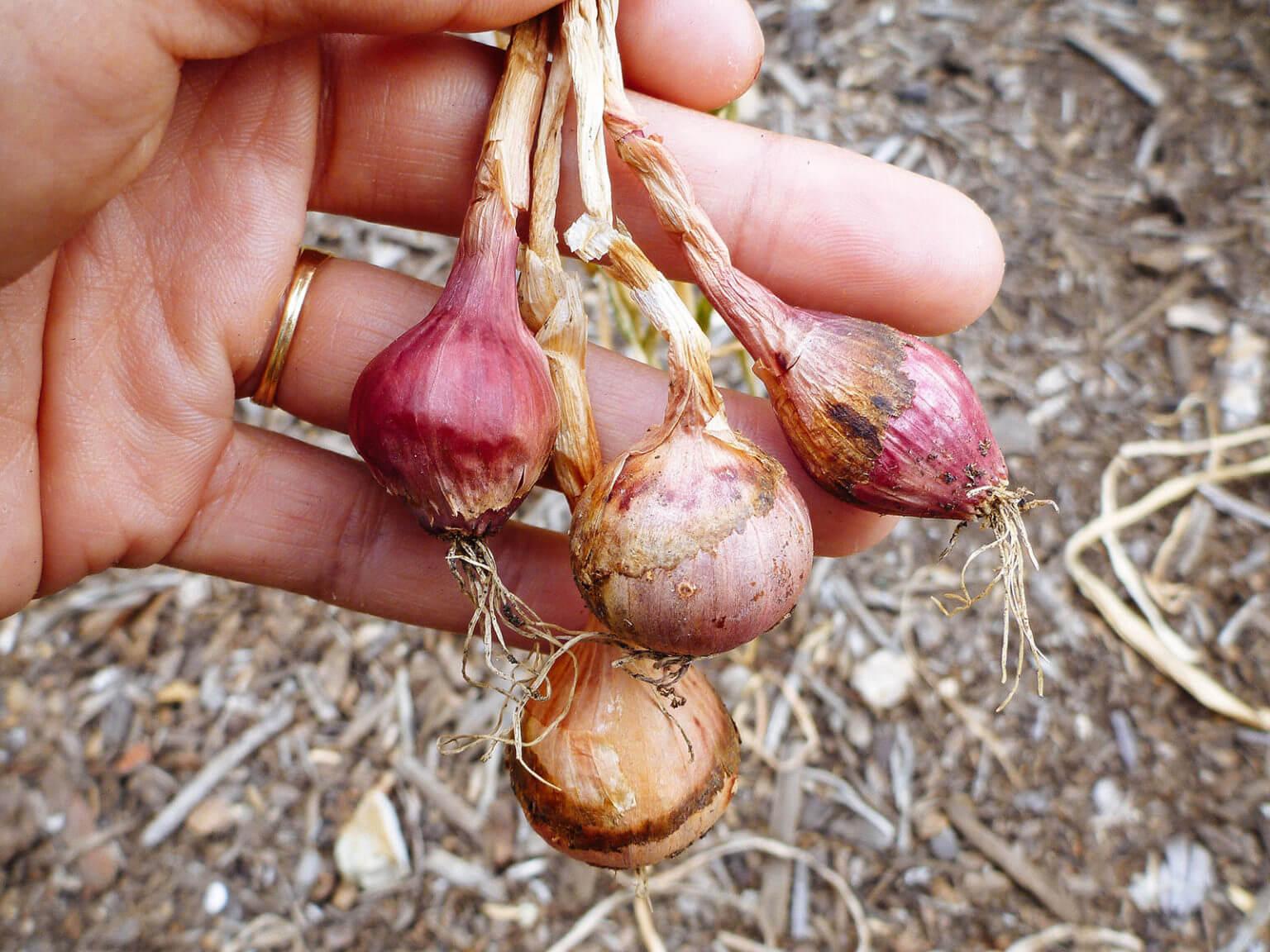 7 Secrets to Harvesting, Curing, and Storing Onions Garden Betty