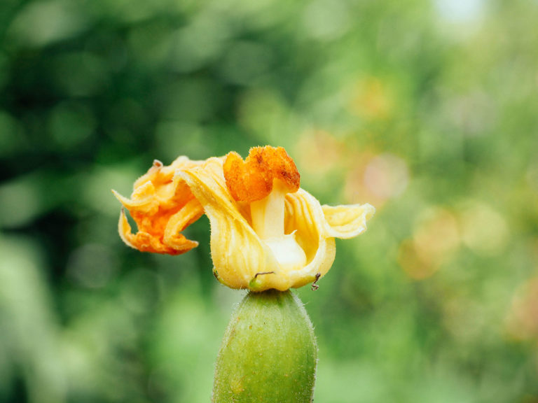 How to Pollinate Squash by Hand (and Why Your Plants Have Lots of Flowers but No Fruits)