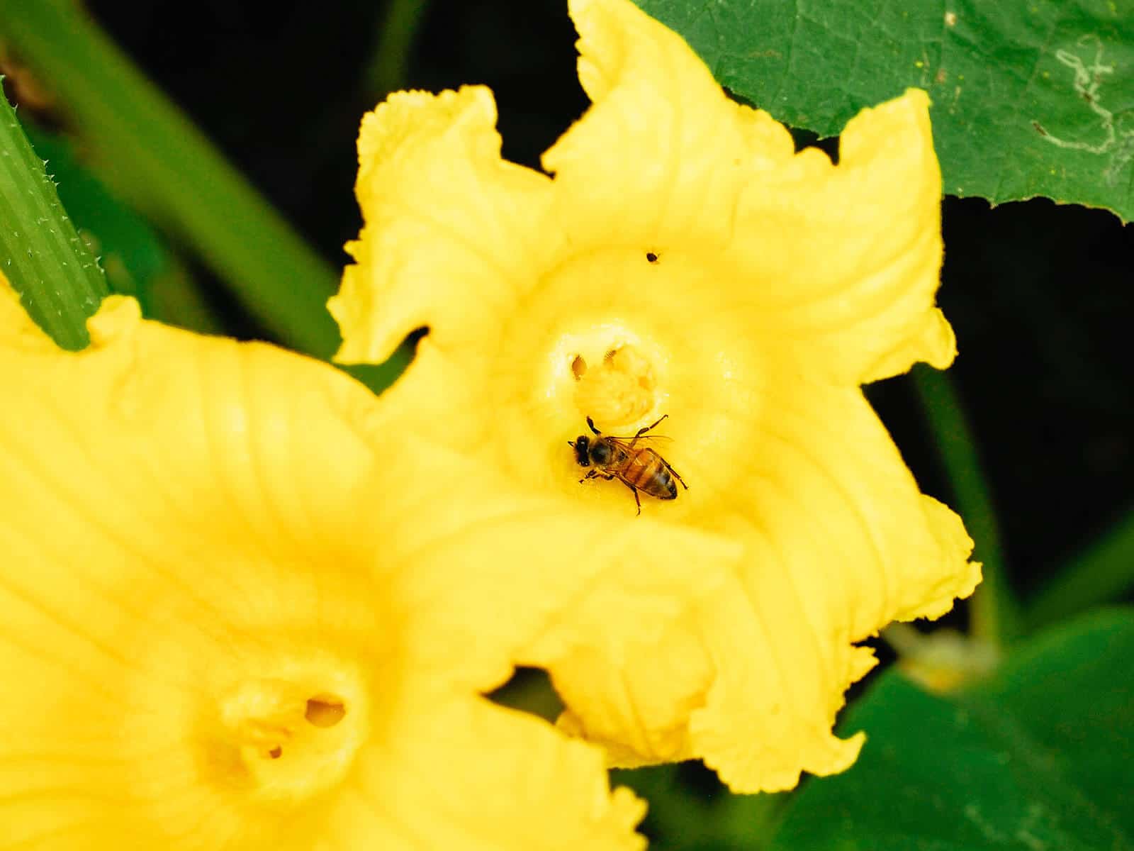 Bee landing inside an open male squash blossom
