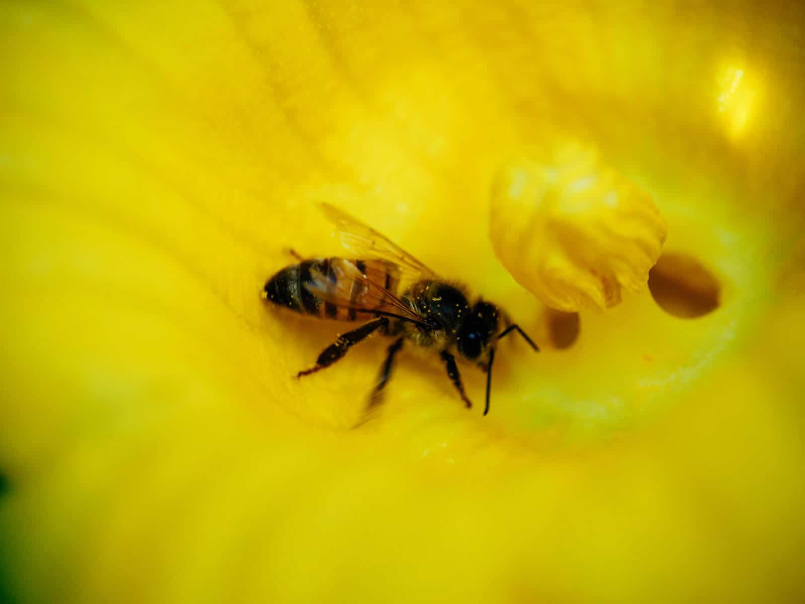 Bee gathering nectar and pollen from a male squash flower