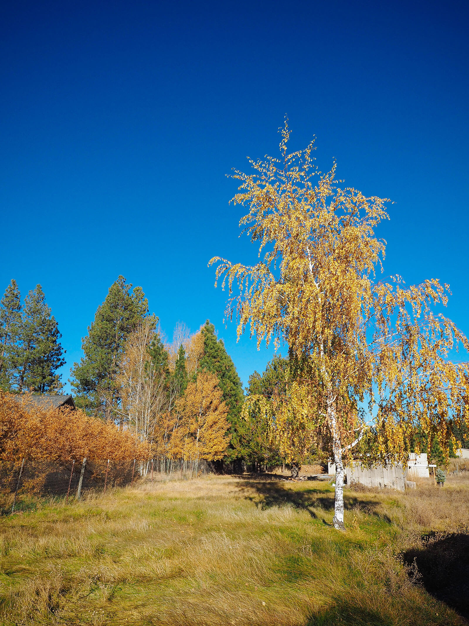 Golden deciduous trees on our rural property