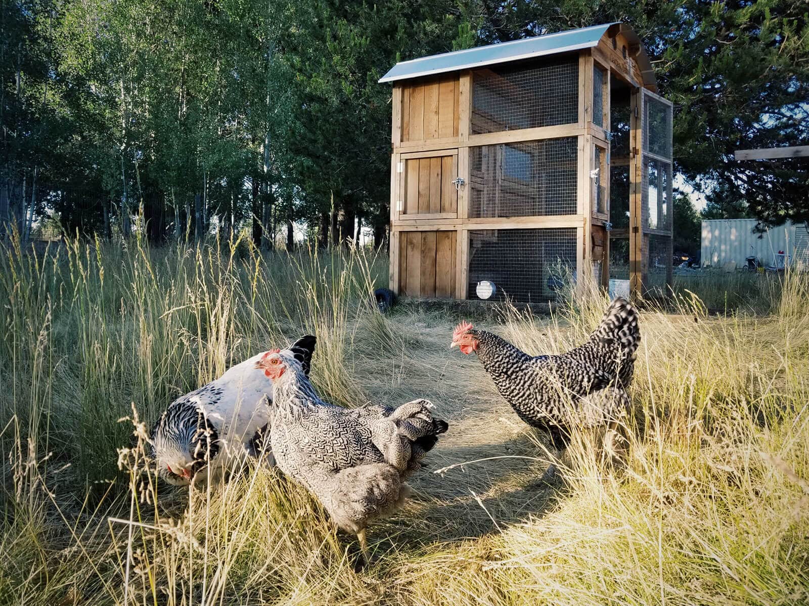 Flock of three chickens free-ranging in the tall grass in front of the coop