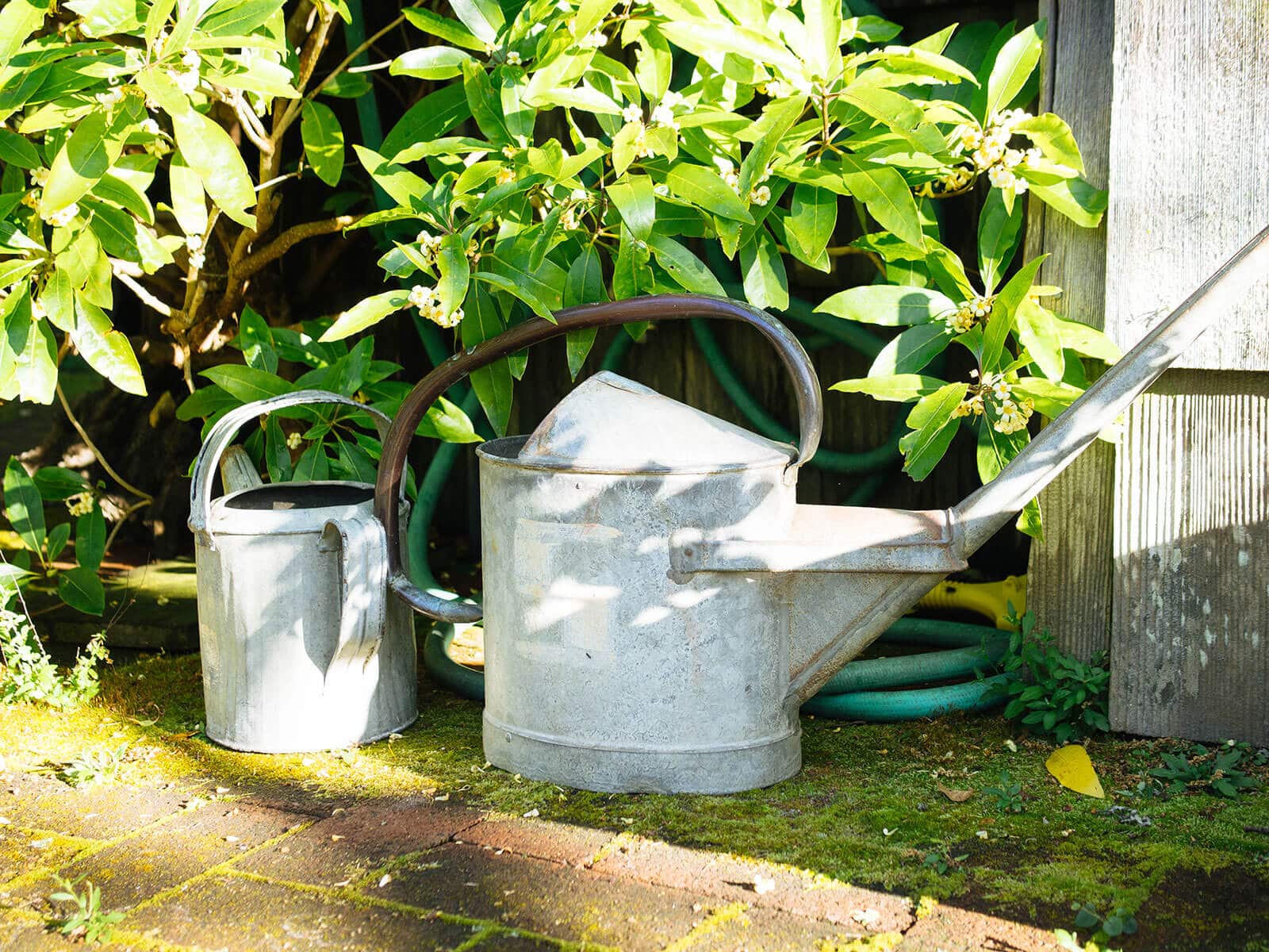 Galvanized metal watering cans on the ground in a sunny garden