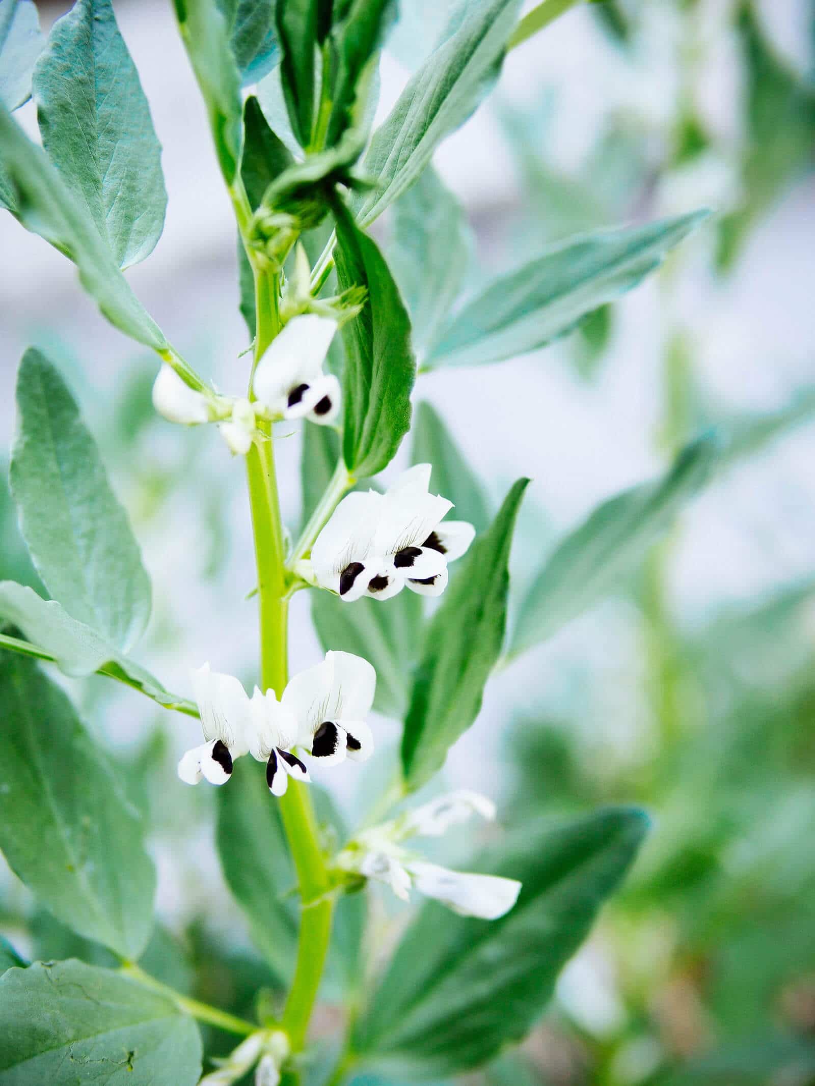 Fava bean stem with fava flowers