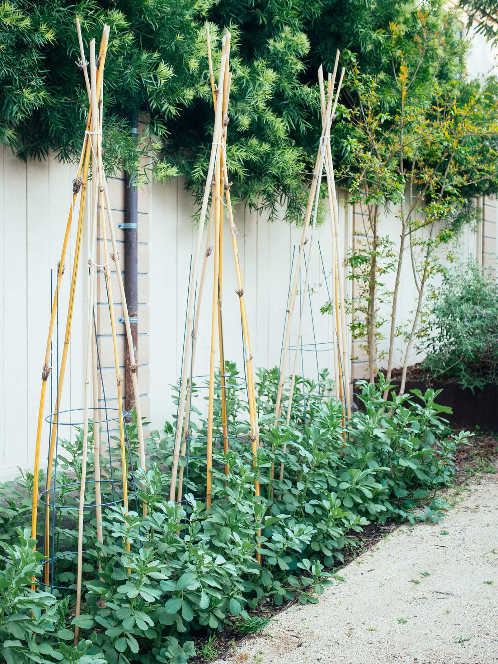 A row of fava bean plants supported with wire tomato cages and bamboo teepees