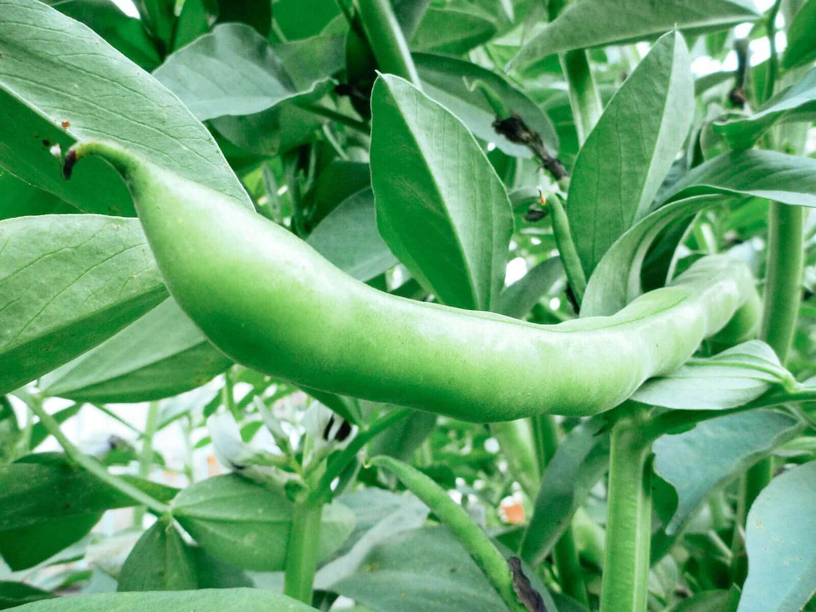 Close-up of mature fava bean pod