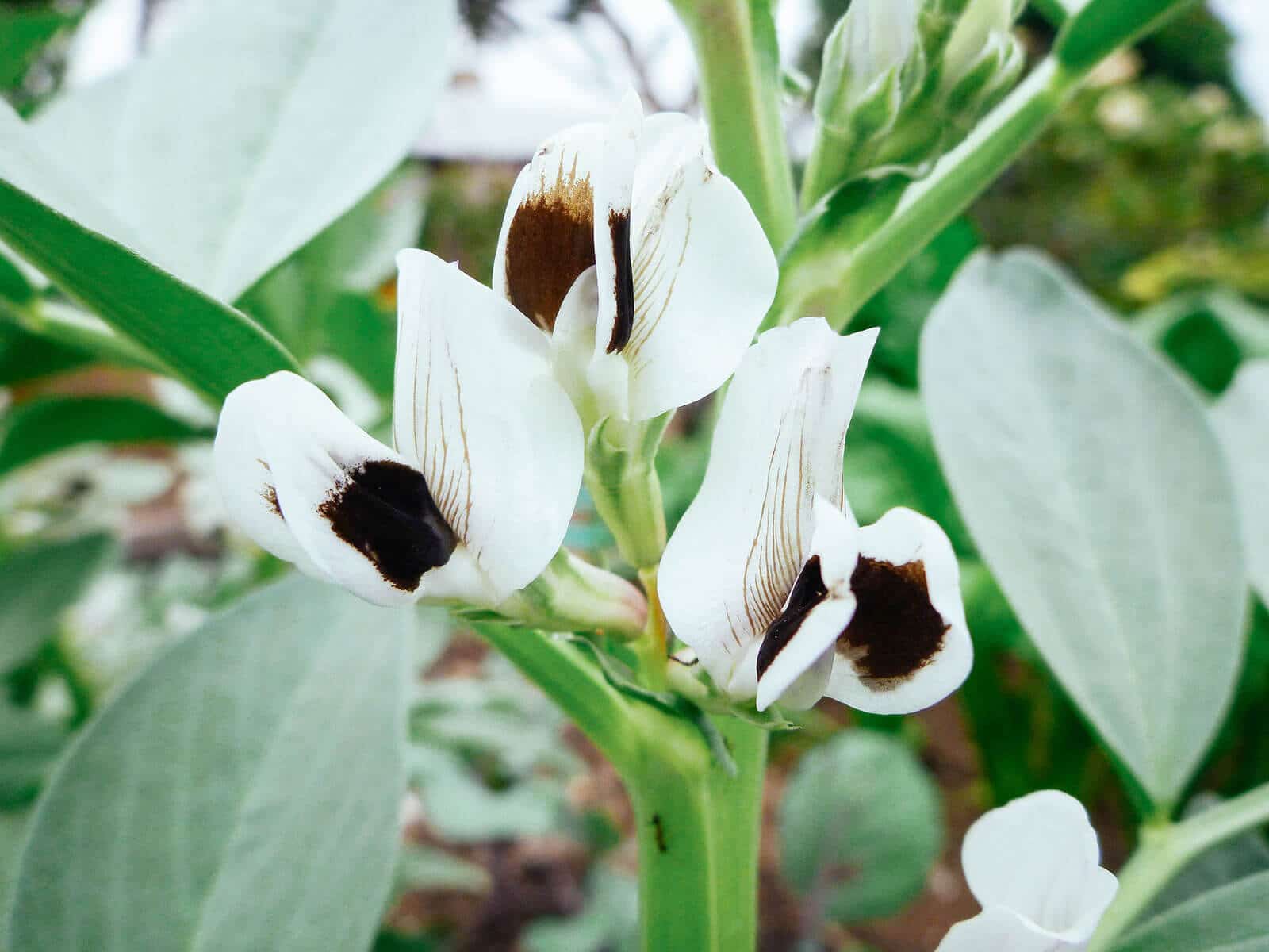 Close-up of broad bean flowers on a stem