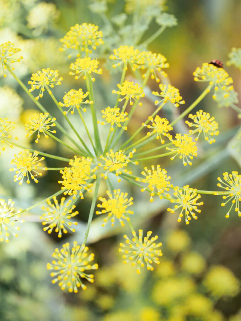How to Harvest Fennel Pollen, a Rare and Expensive Spice, for Free