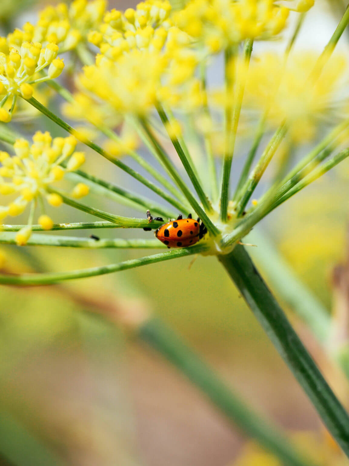 How to Harvest Fennel Pollen, a Rare and Expensive Spice, for Free