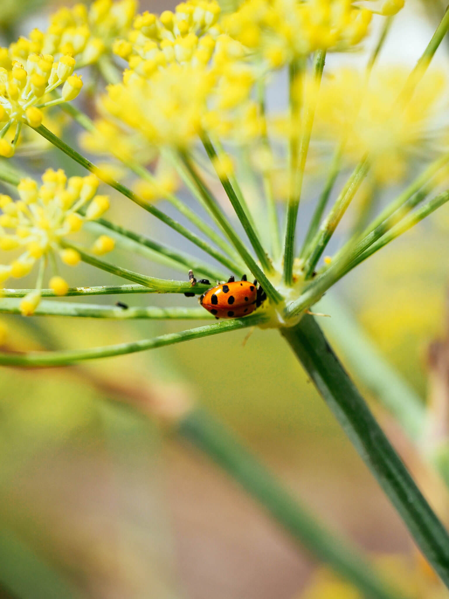 How to Harvest Fennel Pollen, a Rare and Expensive Spice, for Free