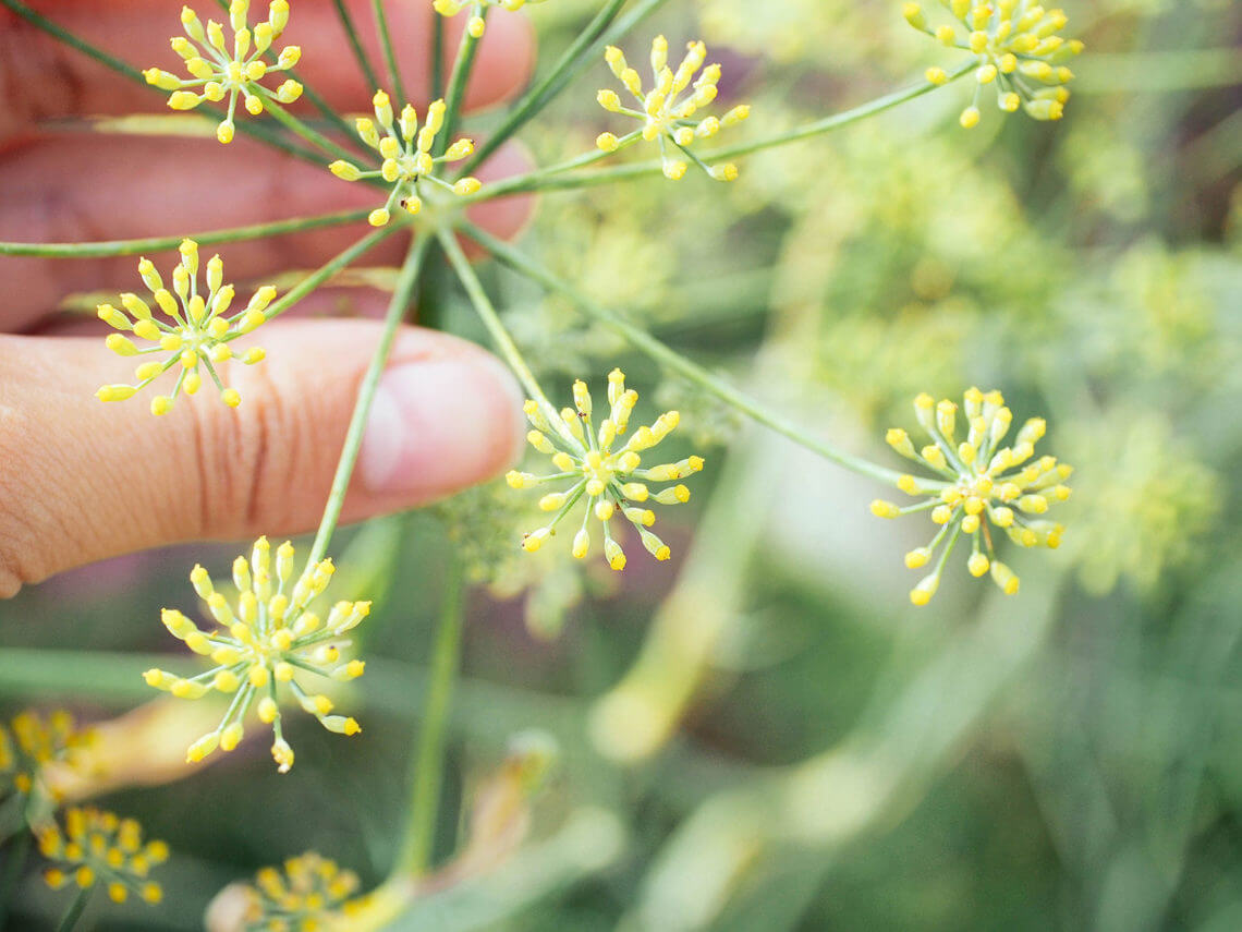 How to Harvest Fennel Pollen, a Rare and Expensive Spice, for Free