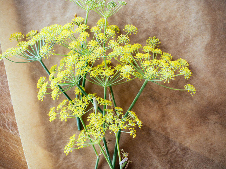 How to Harvest Fennel Pollen, a Rare and Expensive Spice, for Free