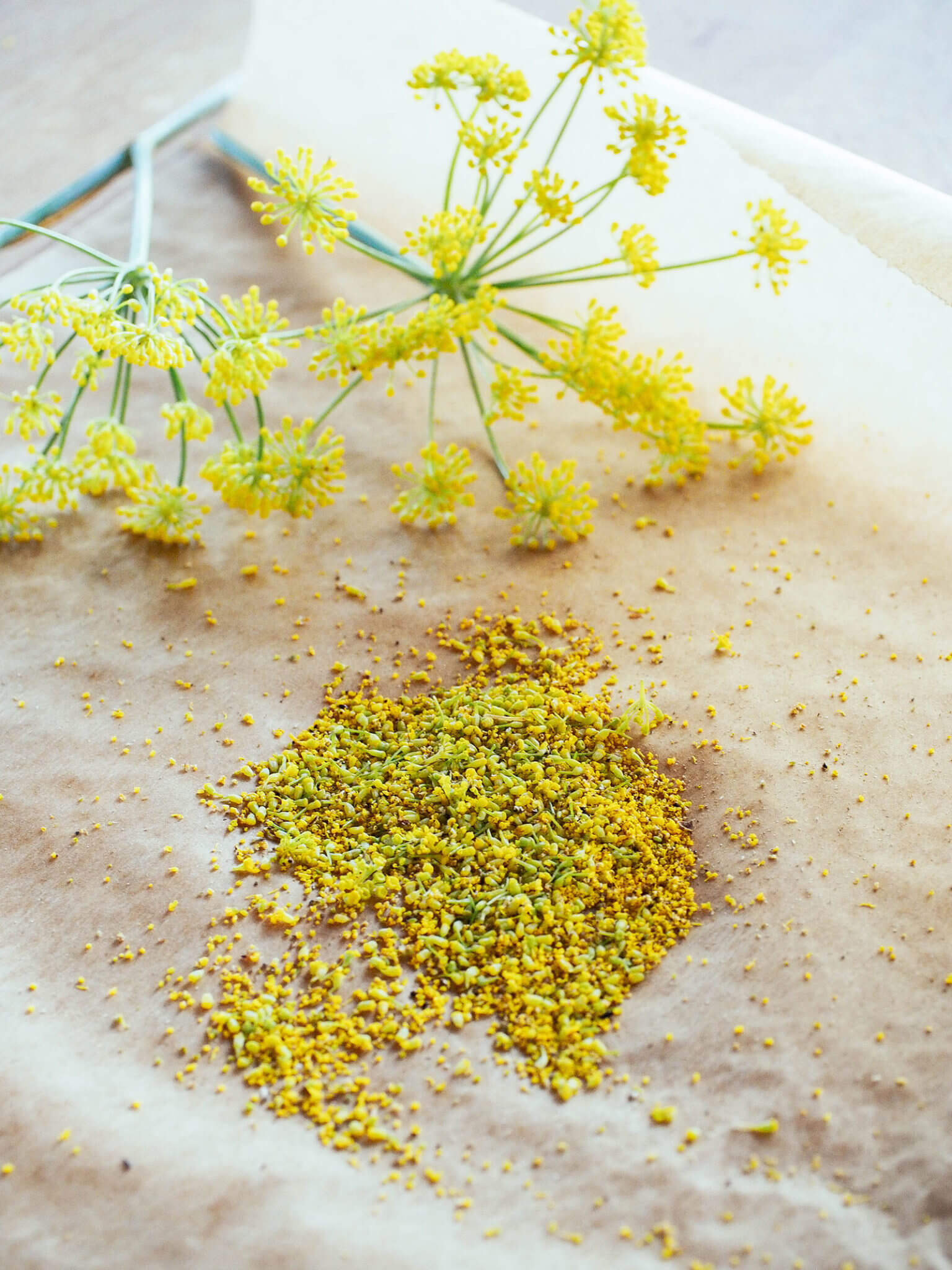How to Harvest Fennel Pollen, a Rare and Expensive Spice, for Free