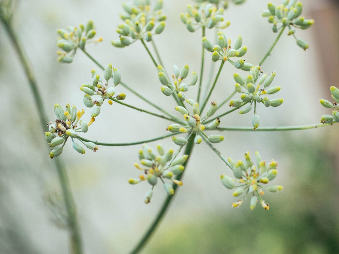 How to Harvest Fennel Pollen, a Rare and Expensive Spice, for Free