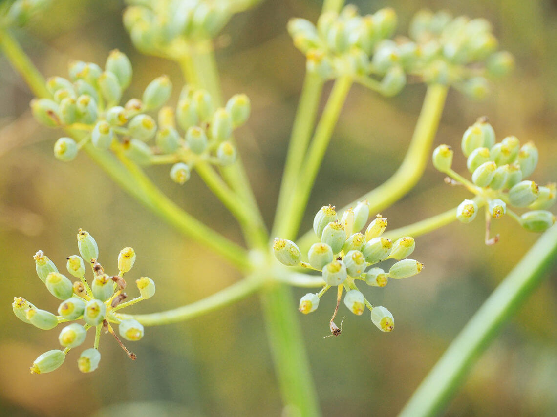 How to Harvest Fennel Pollen, a Rare and Expensive Spice, for Free