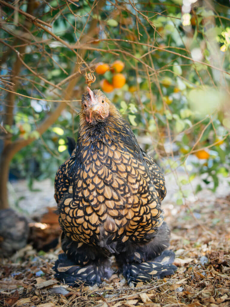 Farewell, Iman—An Extraordinary Chicken
