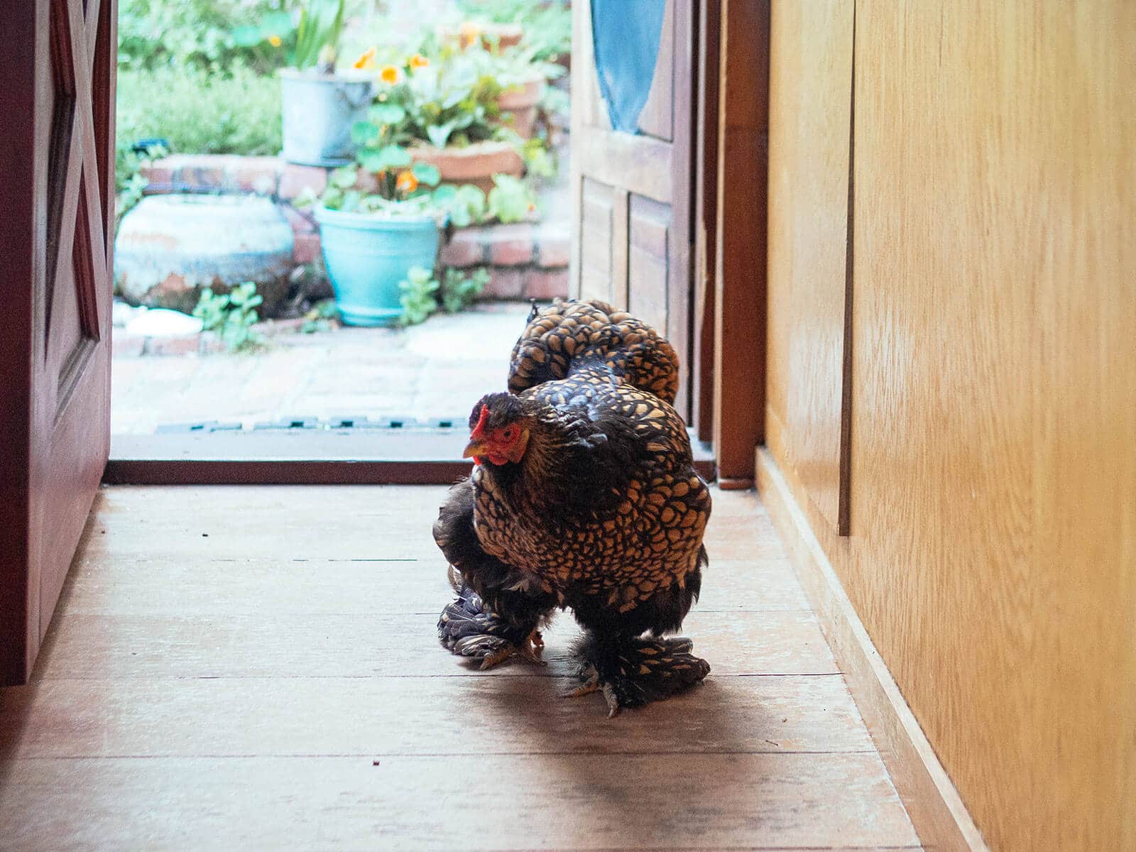 Cochin chicken walking into a house