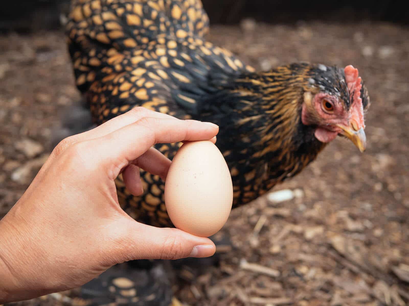 Hand holding a large brown egg with a chicken looking at it from behind