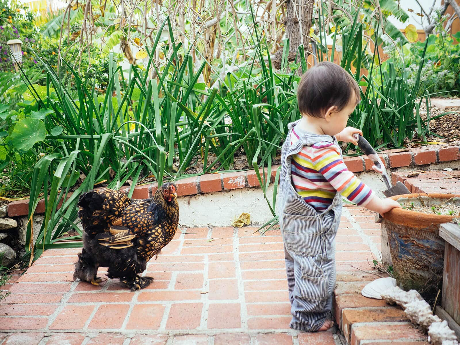 Cochin hen walking behind a toddler in the garden
