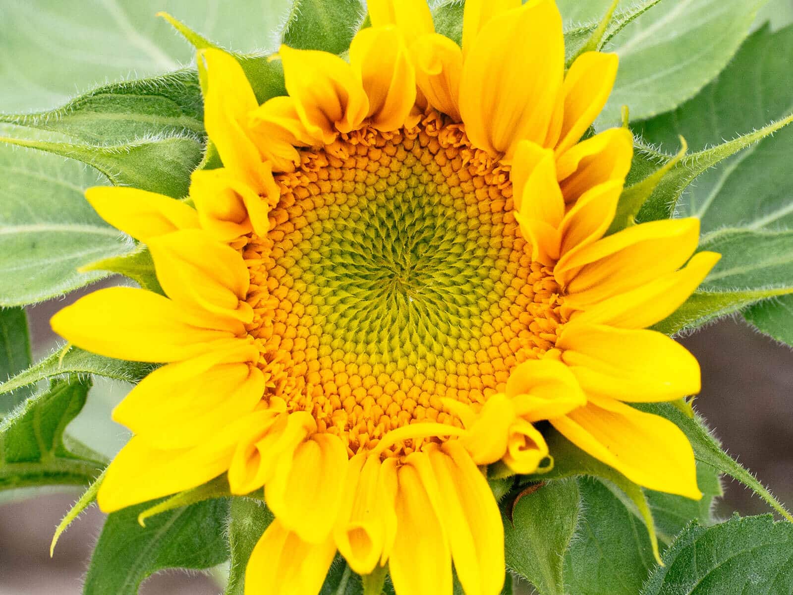 Fibonacci spirals on a sunflower
