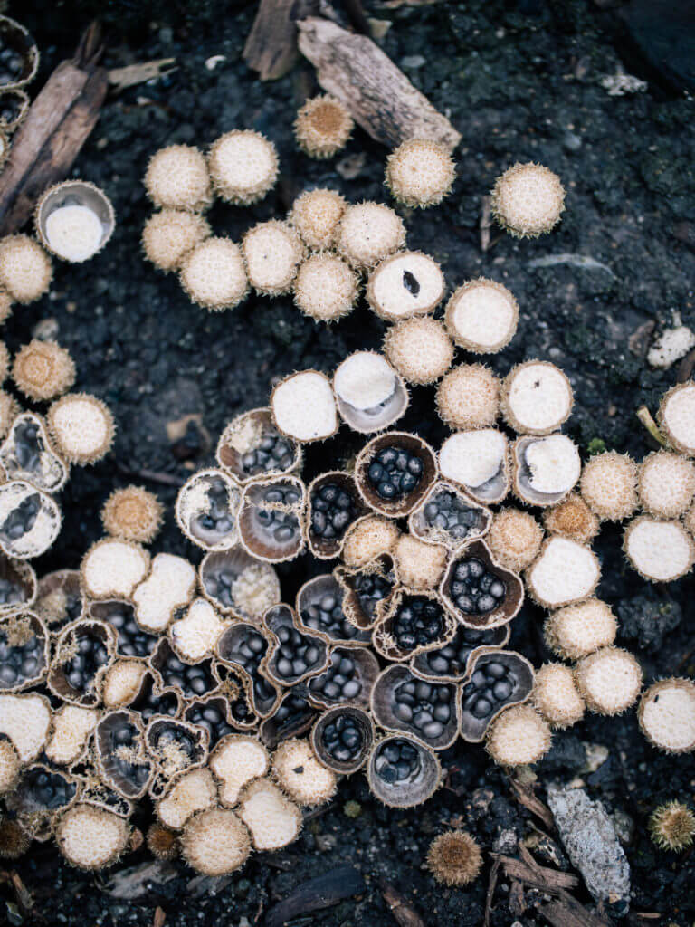 Bird’s Nest Fungus: A Mushroom That Looks Like a Real Nest